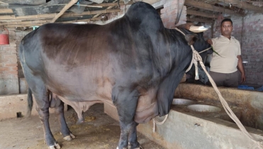 ৪০ মণের ‘সোনা-মানিক’, দাম হাঁকা হচ্ছে ১২ লাখ টাকা